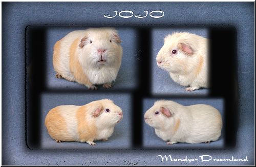 Jojo