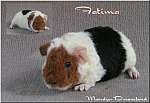 US-Teddy Fatima, noch Babyfoto!