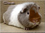 Claudi