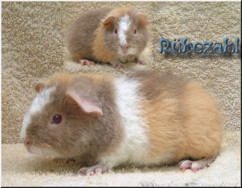 Rübezahl