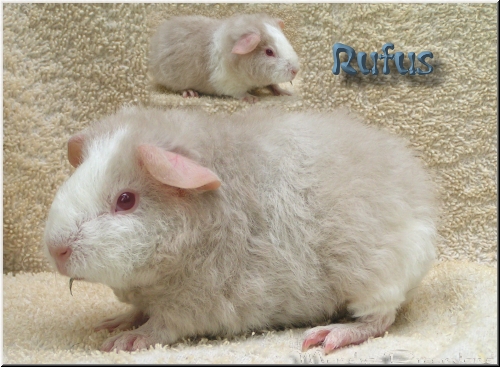 Rufus