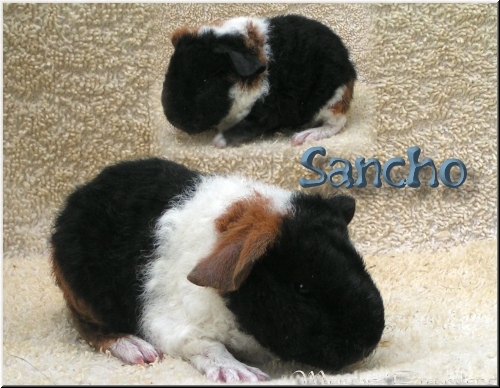 Sancho