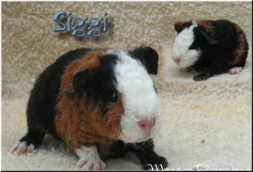 Siggi