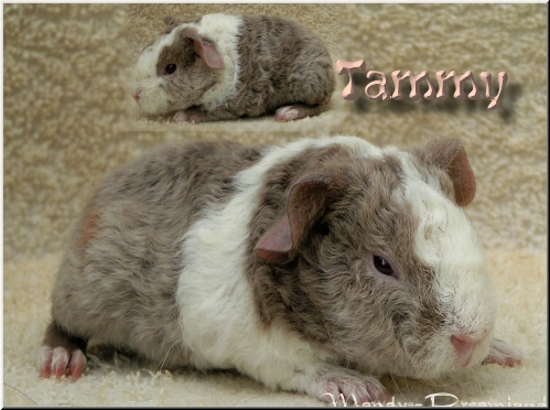 Tammy