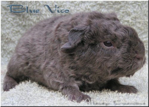 Blue Vico