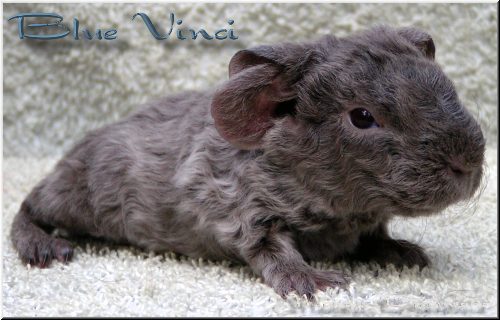 Blue Vinci