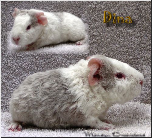 Dina