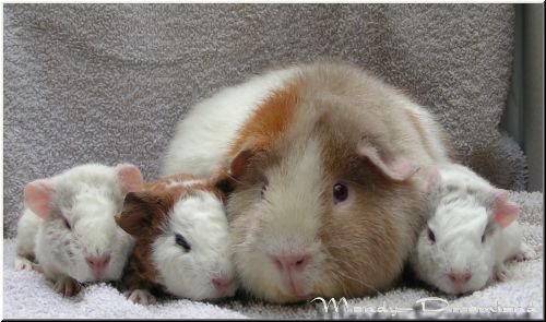 Xenia mit Babys
