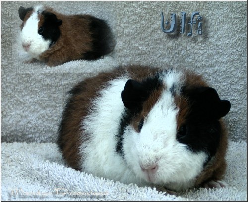 Ulfi