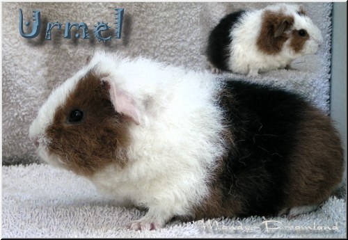 Urmel