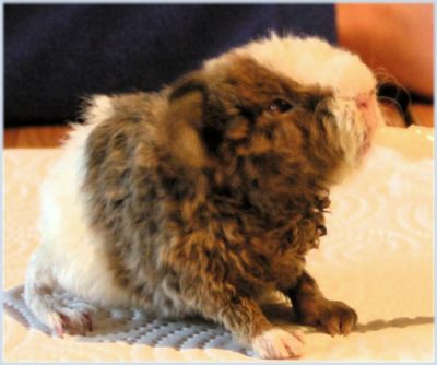 Kleinschwein Tootsie