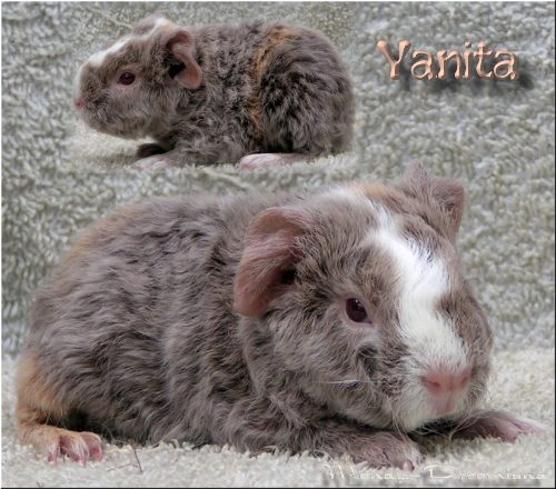 Yanita
