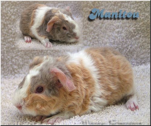 Manitou