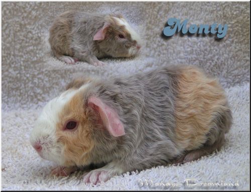 Monty