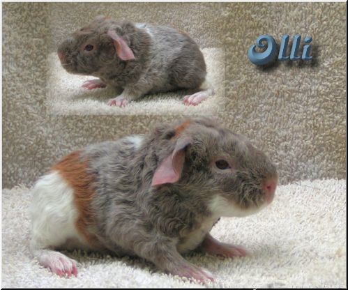 Olli