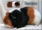 Zanches