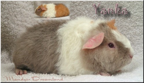 Yanka