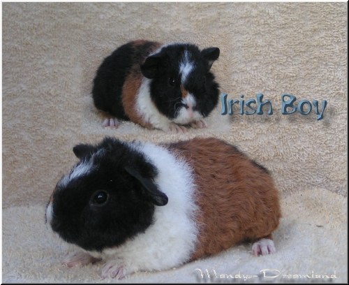 Irish Boy