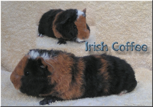 Irish Coffee
