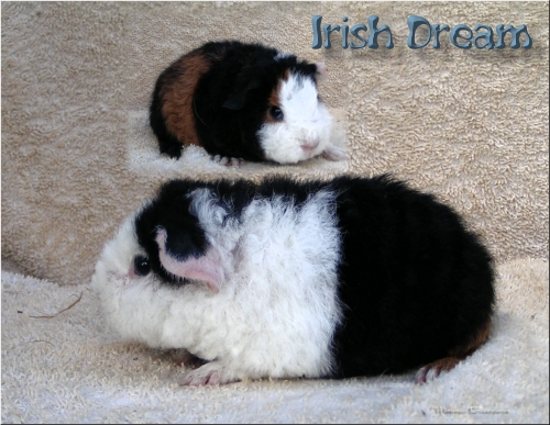 Irish Dream