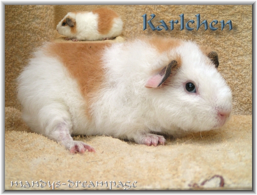 Karlchen US-Teddy Kastrat
