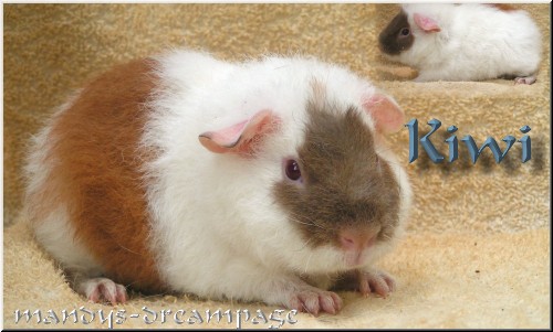 Kiwi US-Teddy Kastrat