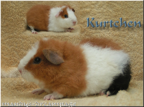 Kurtchen US-Teddy Kastrat
