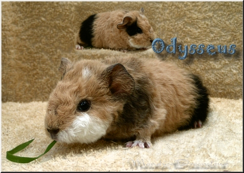 Odysseus