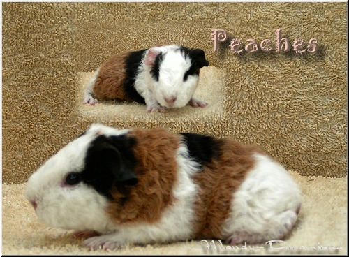 Peaches