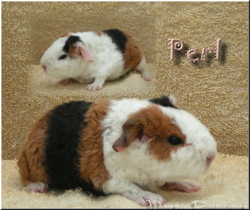 Perl