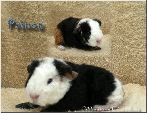 Prince