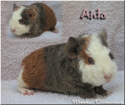 Aida