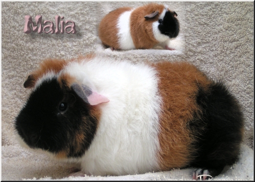Malia