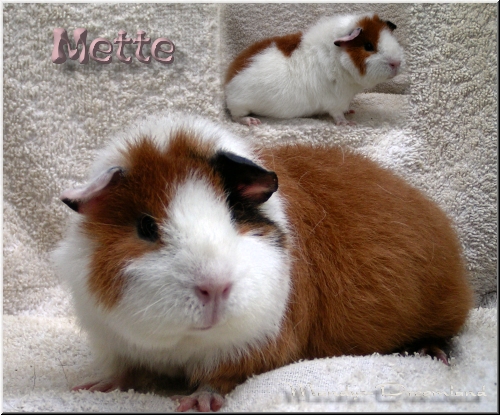 Mette