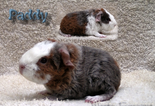 Paddy