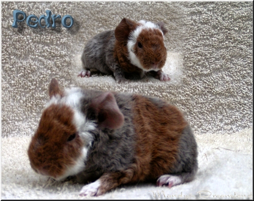 Pedro