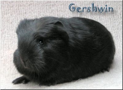 Coronet Gershwin
