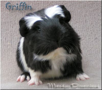 Coronetbock Griffin