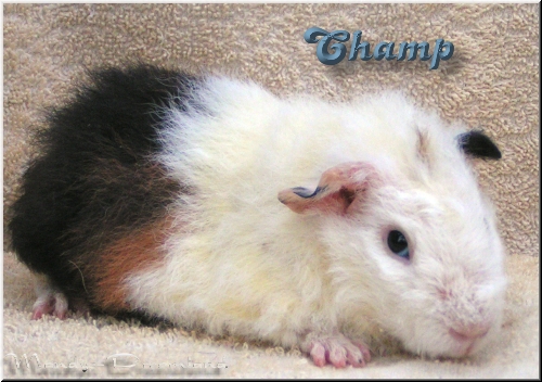 Champ