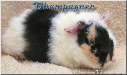 Champagner