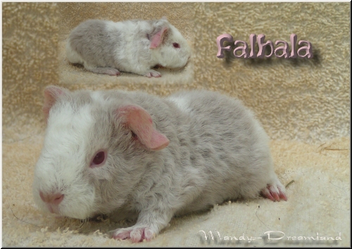 Falbal
