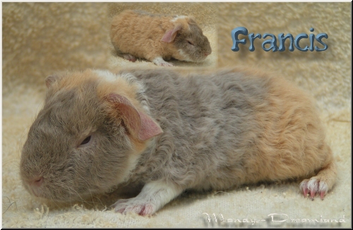 Francis
