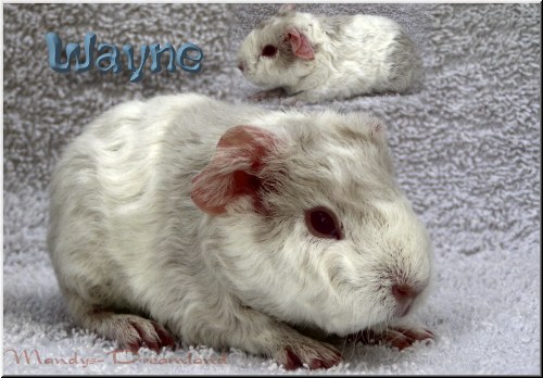 Wayne