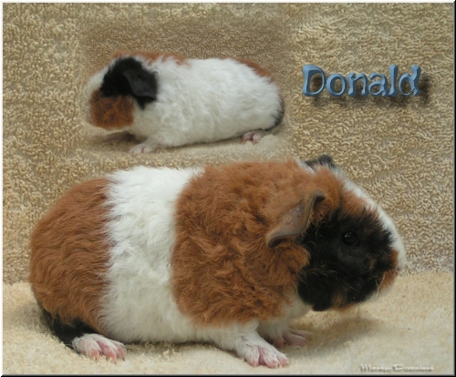 Donald