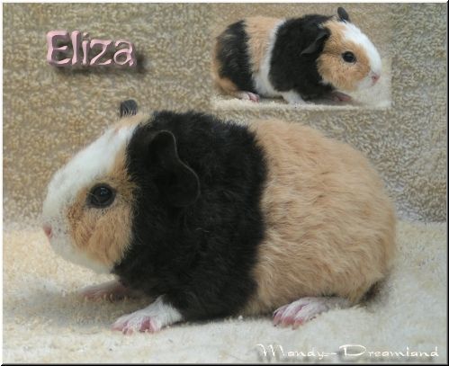 Eliza