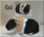 Eni