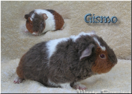Gismo
