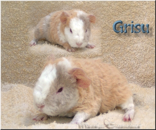 Grisu