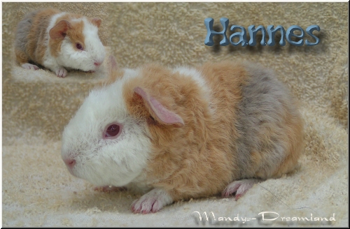 Hannes