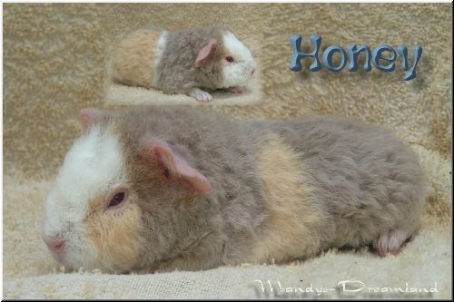 Honey